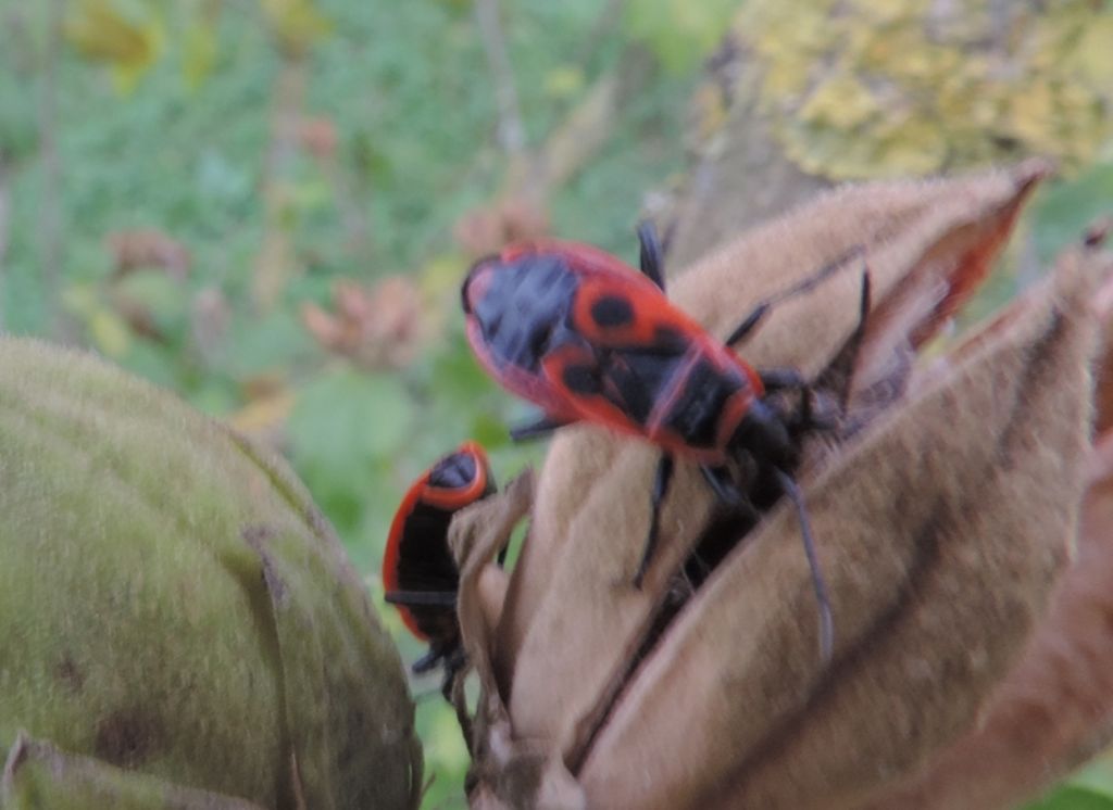 Insetti rossi e neri: Pyrrhocoris apterus delle Marche